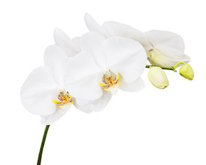 Six day old white orchid isolated on white background. Closeup.