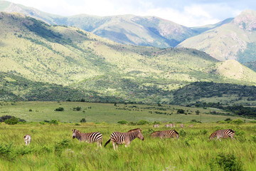 Zebra in afrikanischer Weite