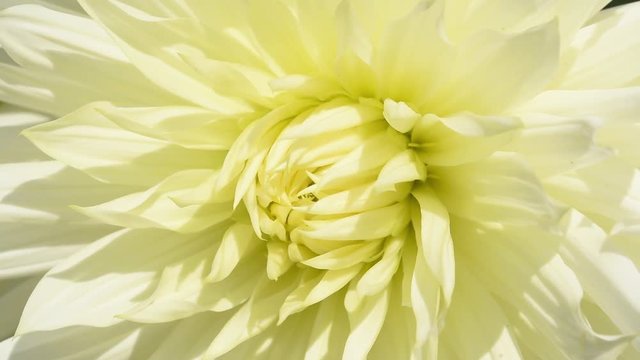 Dahlia "Hy Mom". The Hy Mom variety has spectacular big white blooms with yellow center. Hy Mom is a cactus type dahlia. Dahlia flower swaying in the light wind breeze.  Closeup