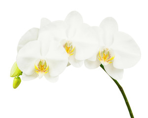 Fototapeta na wymiar Seven Day Old White Orchid Isolated on White Background. Closeup.