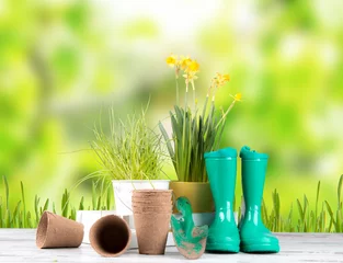 Foto auf Acrylglas Antireflex Gartengebühren und Frühlingssämling auf Holzhintergrund. Gummi, Narzissen und Tulpen. © verca