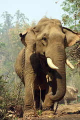 Working elephant, Myanmar