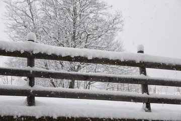 neve montagna bosco alberi innevati nevica rami neve bianco e nero montagne piste da sci sciare