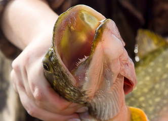Pike head on strike in the hands of the fisherman
