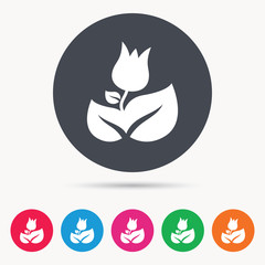 Rose flower icon. Florist plant with leaf symbol. Colored circle buttons with flat web icon. Vector