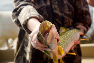 Pike head on strike in the hands of the fisherman