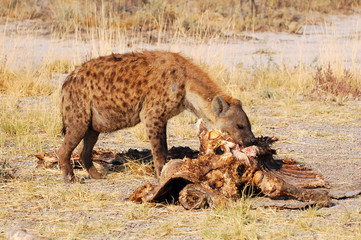 A hyena nibbles on a giraffe in Namibia