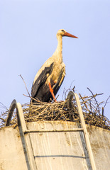 Stork, Lithuania, Vilnius area, Kaverne