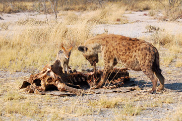 Jackal and Hyena eating a giraffe in the Etosha National Park in Namibia