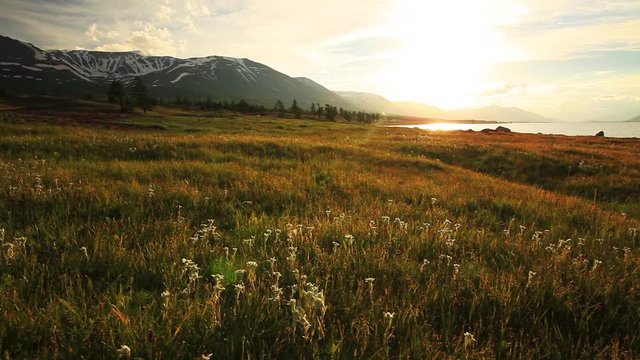 Sunset in the mountains of Altai, Mongolia. Meadow with edelweisses