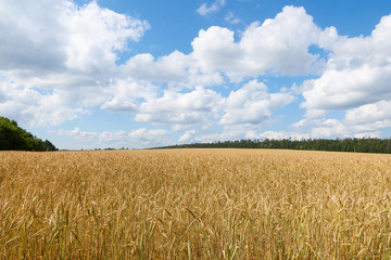 Golden Wheat Field With Blue Sky In Background.