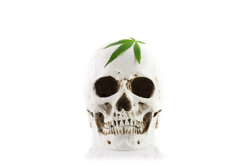Skull Human, cannabis leaf and stethoscope on white background
