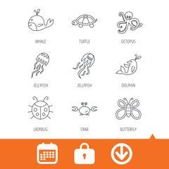 Octopus, turtle and dolphin icons. Jellyfish, whale and ladybug linear signs. Crab, butterfly flat line icons. Download arrow, locker and calendar web icons. Vector