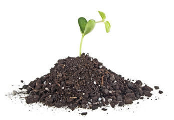 Young sprout of soy in soil humus on a white background