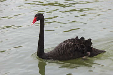 Black swan on a pond