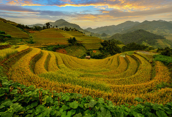 Rice terrace on during sunset ,Vietnam,vietnam rice terrace,rice field of vietnam,terrace rice field,mu chang chai rice field