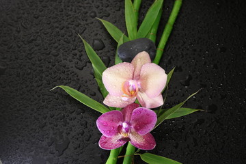 Bamboo and Orchid