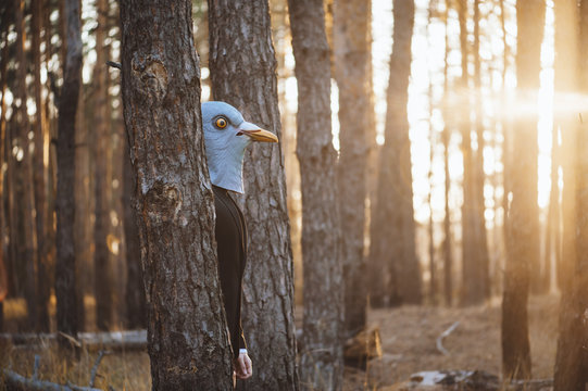 Creepy Young Man In A Rubber Bird Mask Hiding Behind Trees In The Autumn Sunset Forest