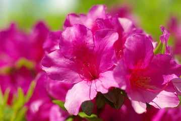 azalea