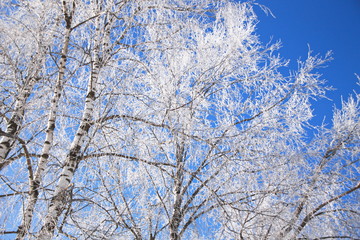 ветки березы покрытые инеем на фоне синего неба