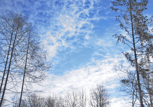 деревья на фоне синего неба 