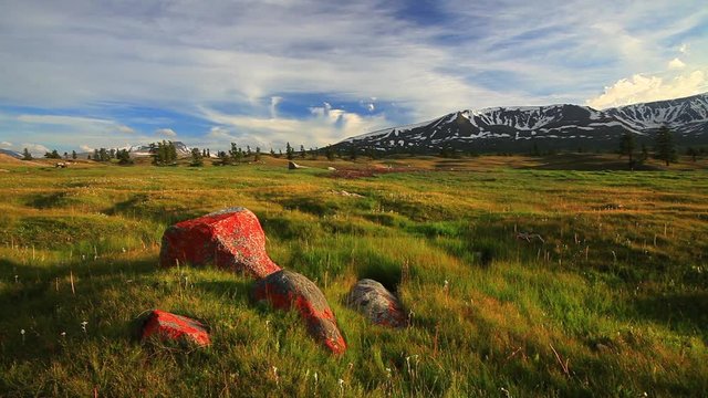 Sunset in the mountains of Altai, Mongolia. Meadow with edelweisses