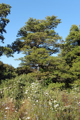forêt de Costa verde en haute Corse
