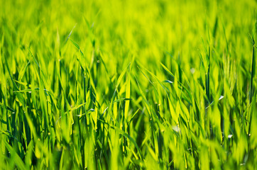 Green grass texture from a field