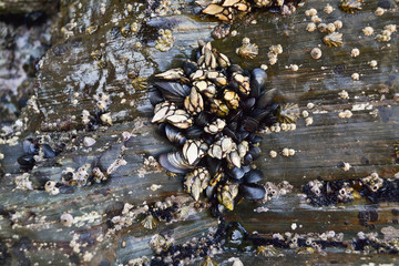 Goose Barnacles and Mussels attached to rocks background