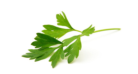 Parsley isolated on white