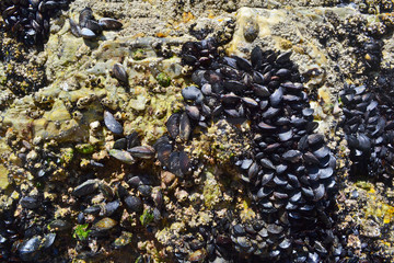 Mussels attached to rocks background