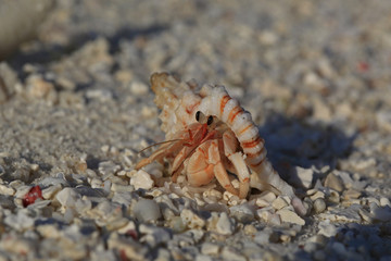 Indignant hermit crab on the sandy shore of Maldives islands