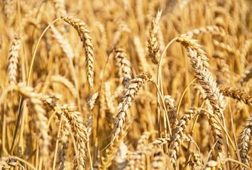 Fields of wheat at the end of summer fully ripe