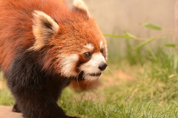 レッサーパンダ