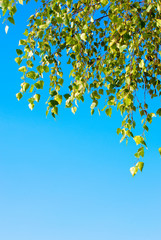 green leaves against the blue sky