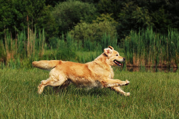 Flat Coated Retriever