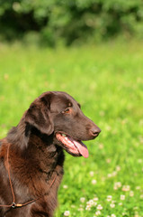 Flat Coated Retriever