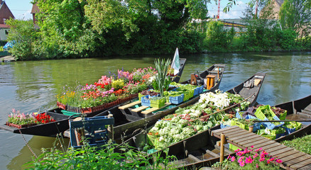 Amiens, les hortillonages, marché sur l'eau