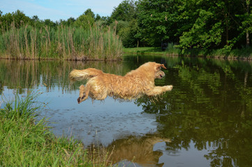 Fototapeta na wymiar Flat Coated Retriever jumping in the lake
