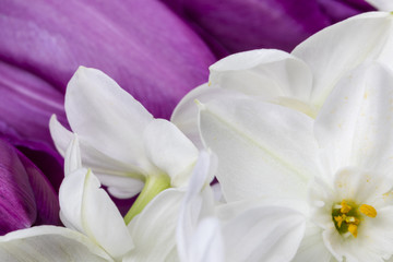 White narcissus flowers with purple tulip petals on background floral closeup