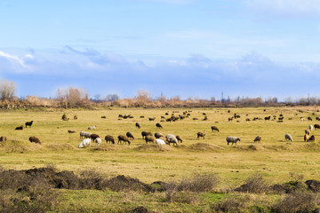 Fototapeta na wymiar A field with sheep