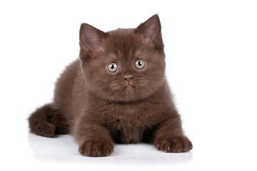 Funny little kitten on a white background