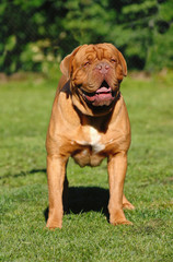 Dogue de Bordeaux