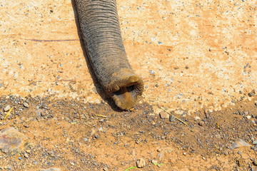 Naklejka premium Elephant Nose Closeup