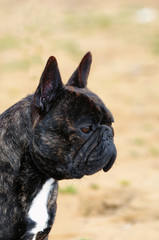 French bouledogue dog.