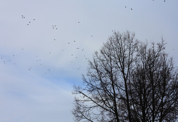 Obraz premium Birds in the sky