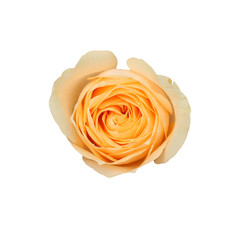 Top view orange Rose flower isolated on white background