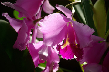 Orchidée mauve au lever du soleil