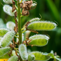 Hairy Lupin Pods