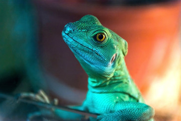 Basilisk leaned on the fence like a human